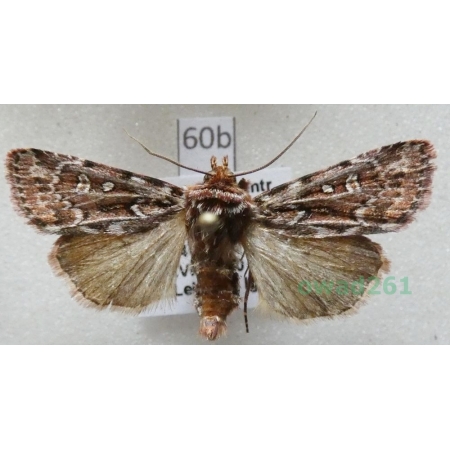 Lycophotia porphyrea (Denis & Schiffermüller, 1775) Czech60b